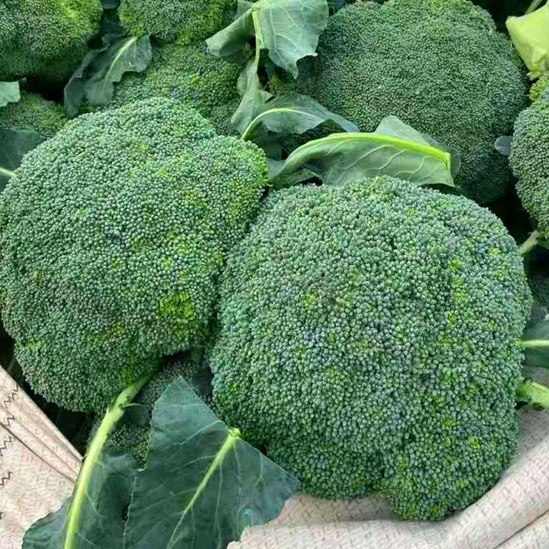 撒利亚6号西兰花种子早熟耐寒西兰花种子抗病秋季种植西兰花