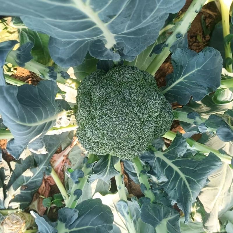 撒利亚6号西兰花种子早熟耐寒西兰花种子抗病秋季种植西兰花