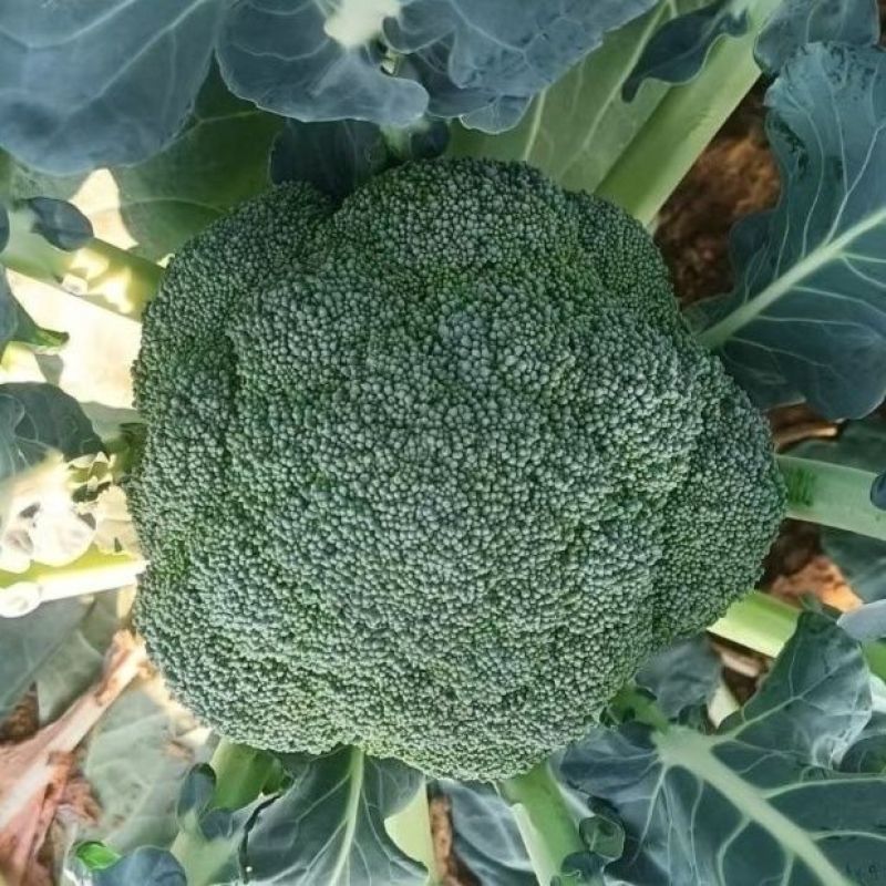 撒利亚6号西兰花种子早熟耐寒西兰花种子抗病秋季种植西兰花
