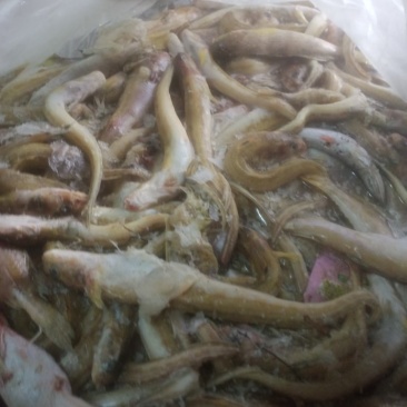 海鲶鱼