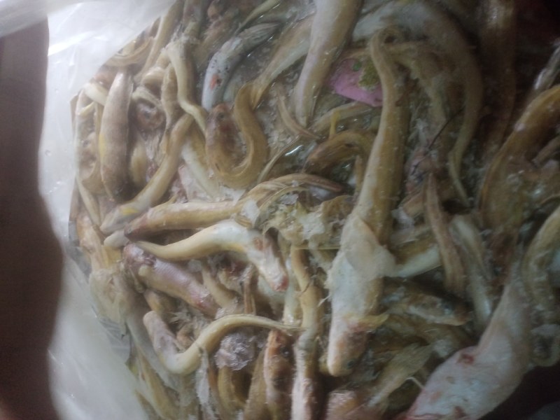 海鲶鱼