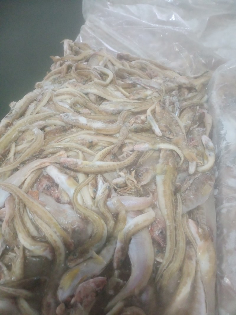 海鲶鱼
