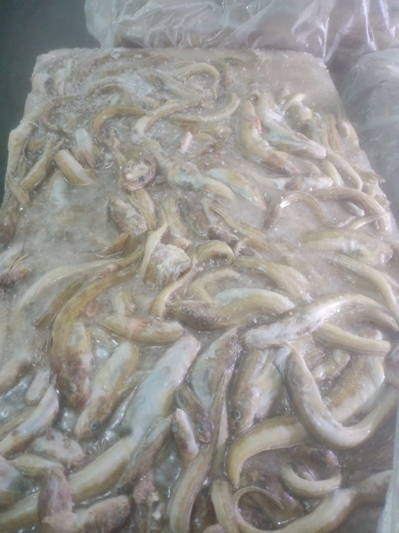 海鲶鱼