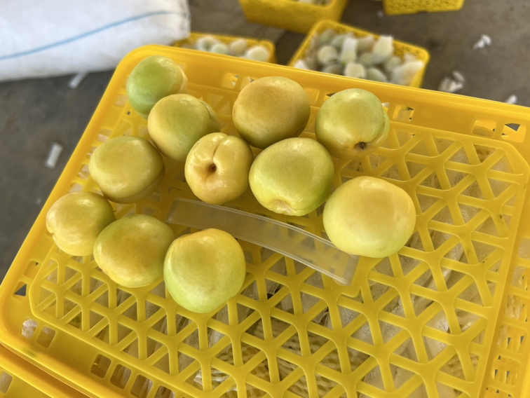 新鲜小白杏特写