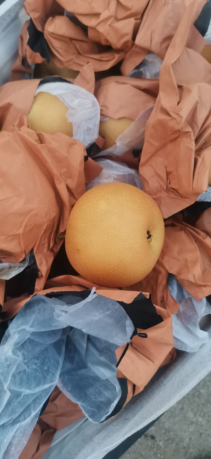 梨中皇后
