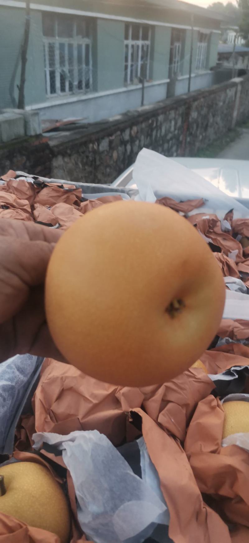 梨中皇后