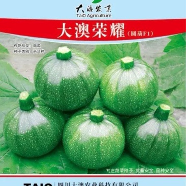 绿色圆西葫芦种子大澳荣耀早熟结瓜多青绿色抗病毒