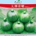 绿色圆西葫芦种子大澳荣耀早熟结瓜多青绿色抗病毒