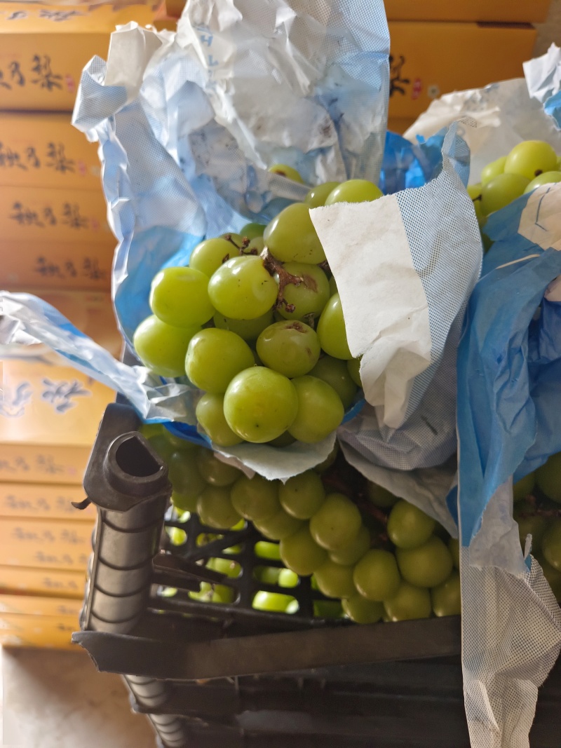 阳光玫瑰榨汁果加工果需要的老板赶紧联系
