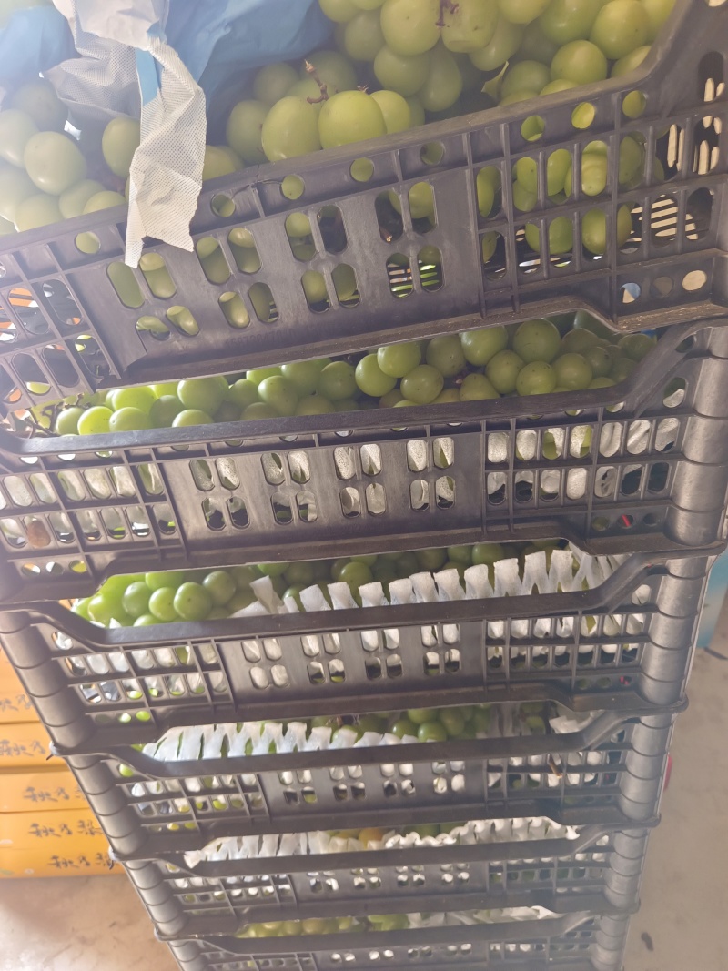 阳光玫瑰榨汁果加工果需要的老板赶紧联系