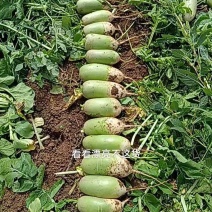 青萝卜大吨位接单，基地出货，无黑心，无糠心，大量接单