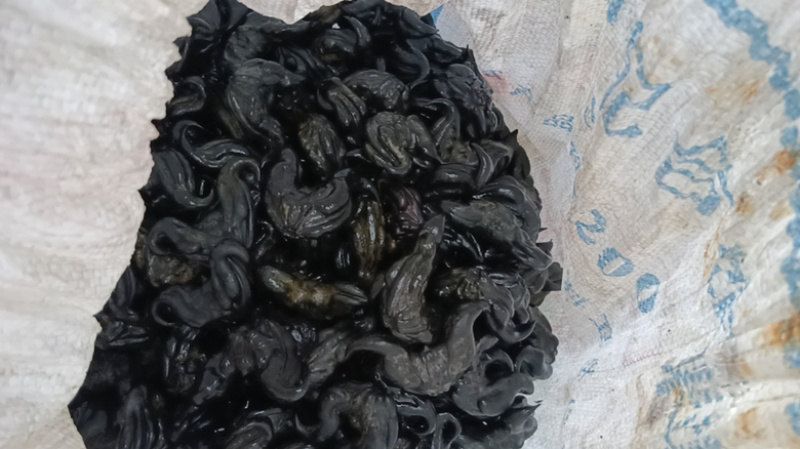 菱角湖南两角菱乌菱大黑菱角