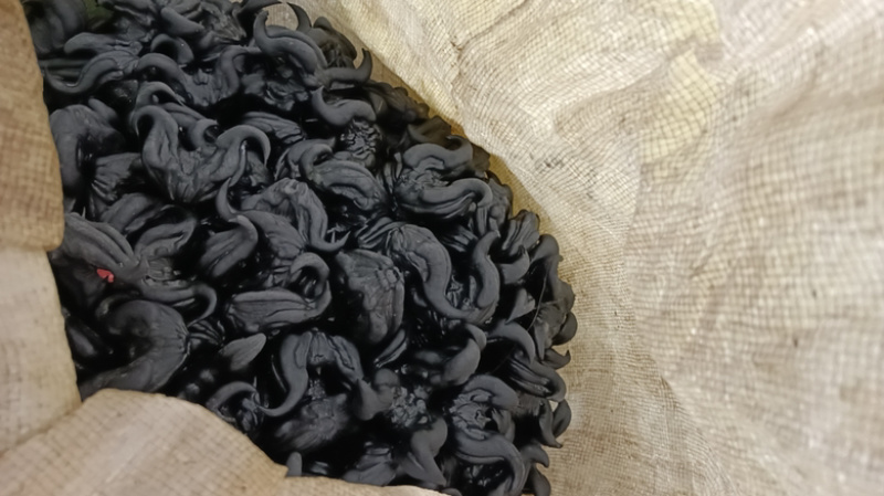 菱角湖南两角菱乌菱大黑菱角