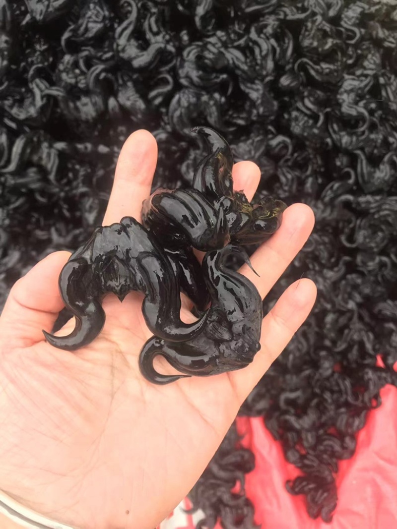 菱角湖南两角菱乌菱大黑菱角