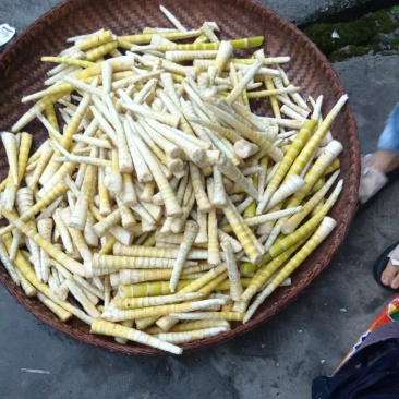 马边高山笋子开始上市