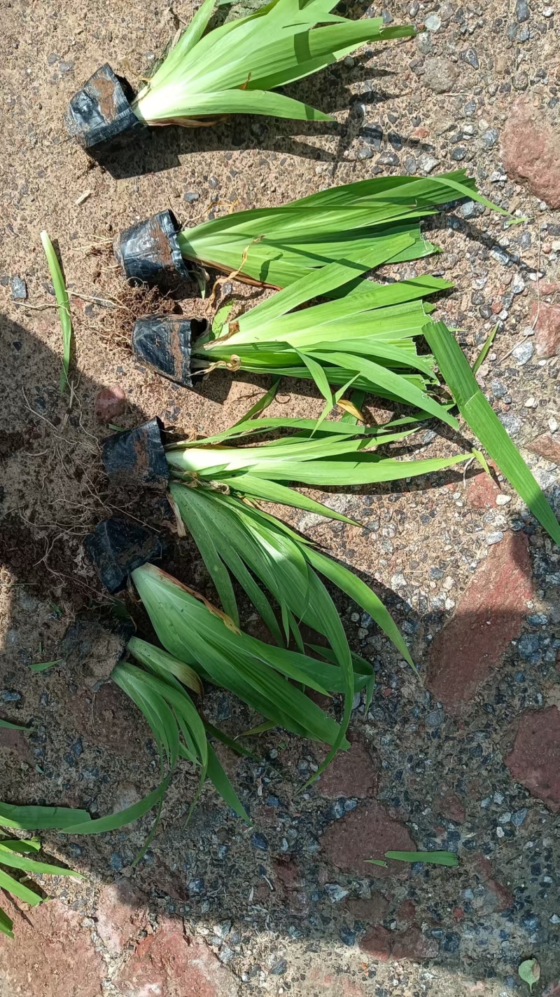 鸢尾