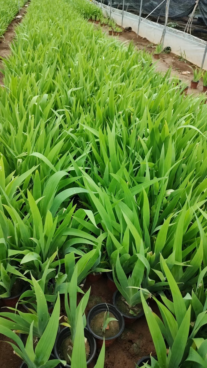 鸢尾