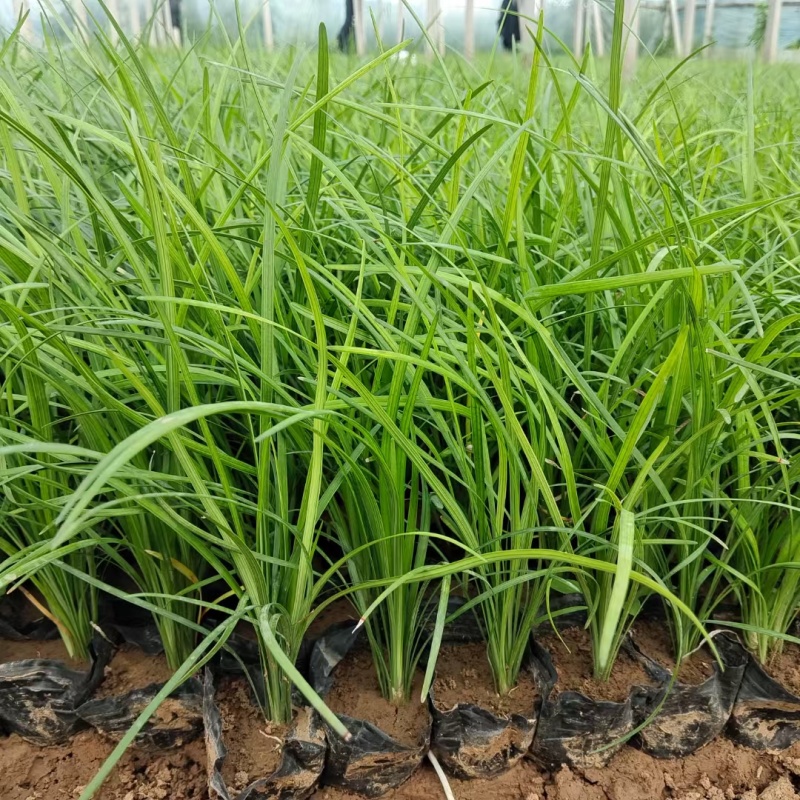 麦冬