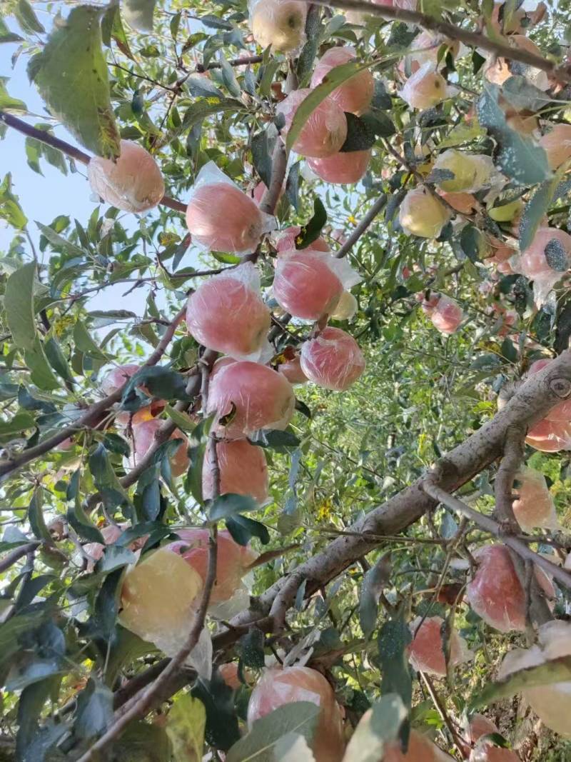 中秋王
