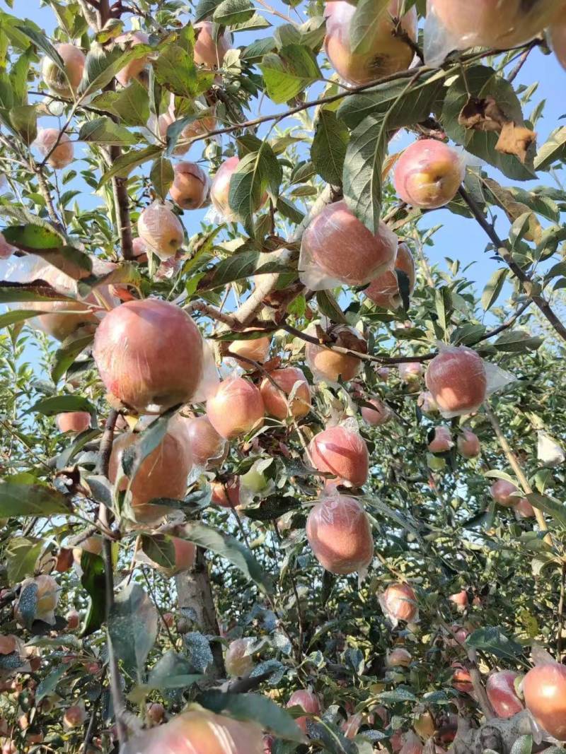 中秋王