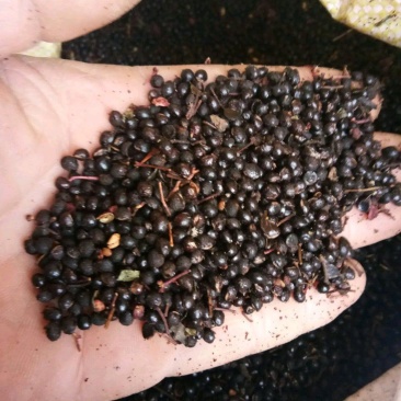 纯油椒花椒籽