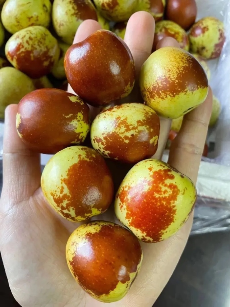山东沾化冬枣鲜枣对接各大平台电商，拼多多，一件代发