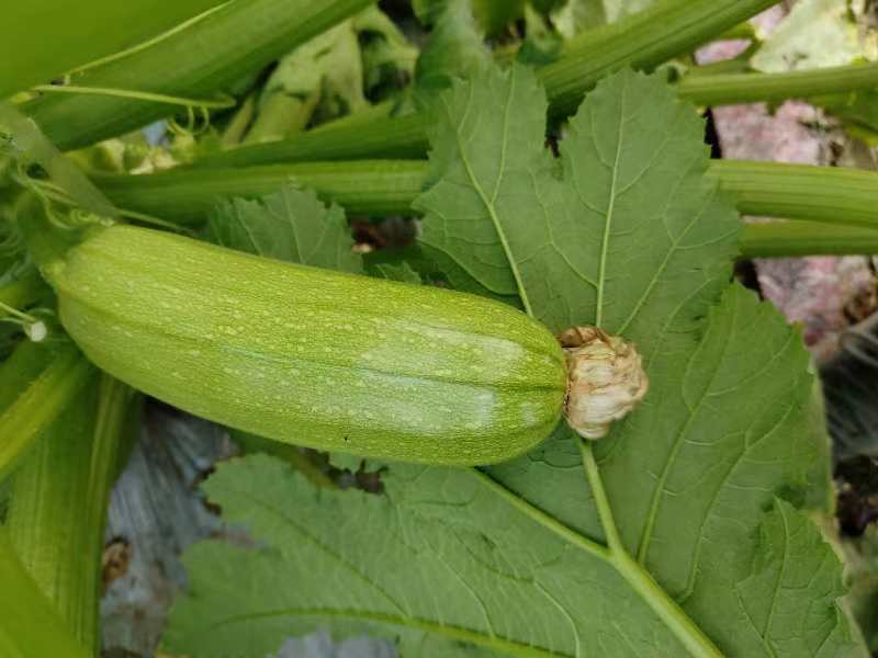亚历山大西葫芦苗