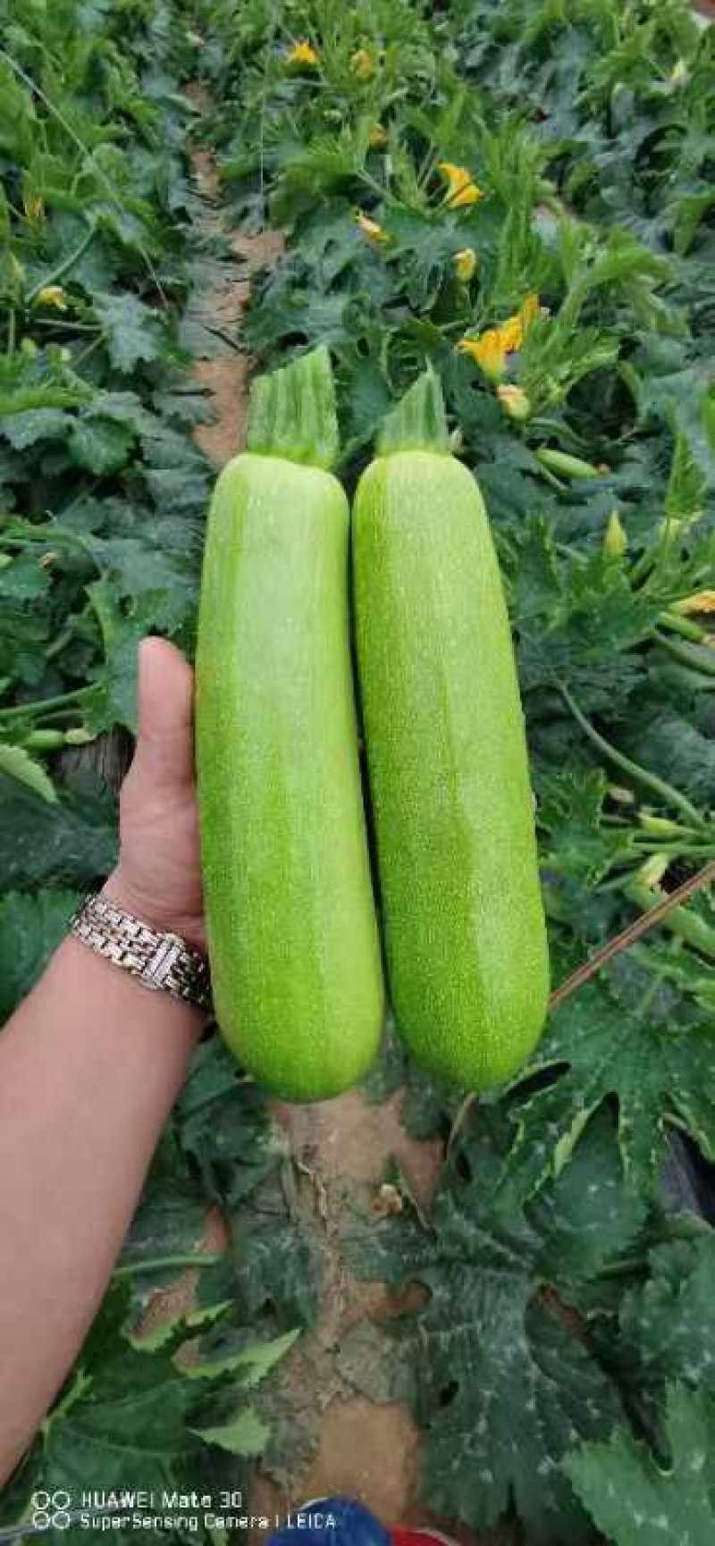 亚历山大西葫芦苗