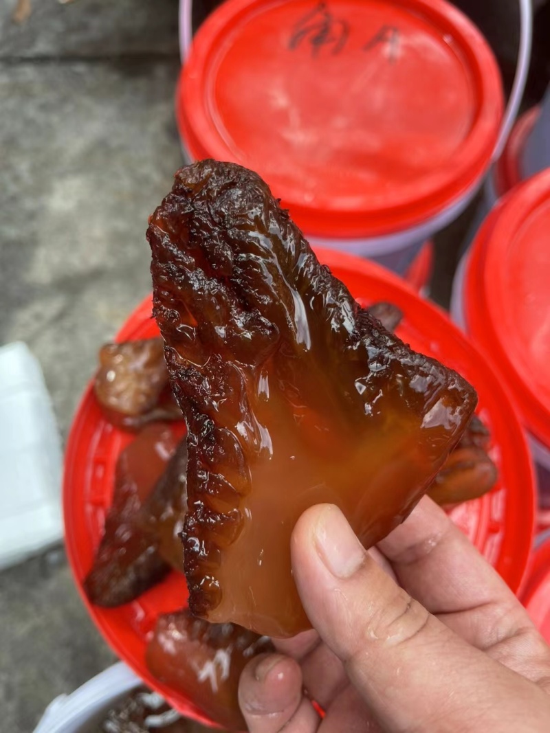 红海蜇头批量工厂出货
