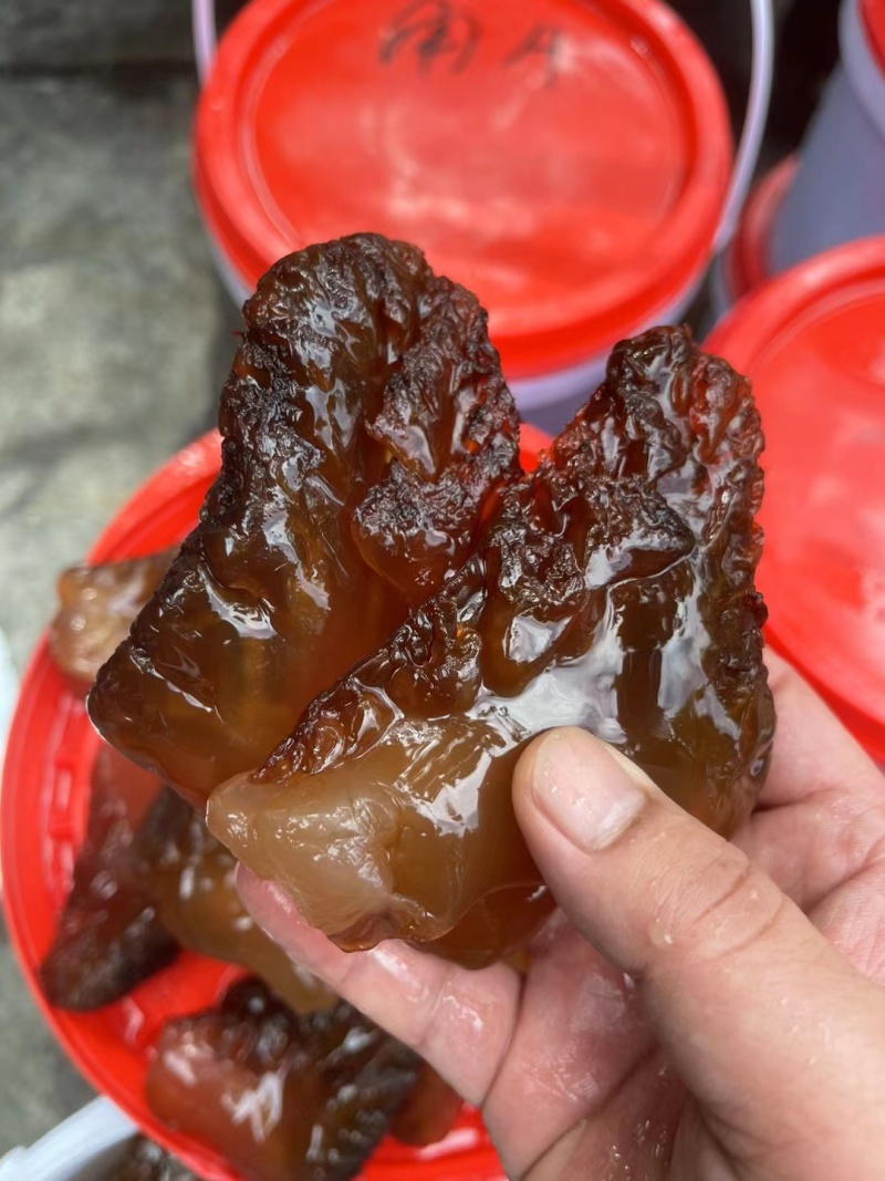 红海蜇头批量工厂出货
