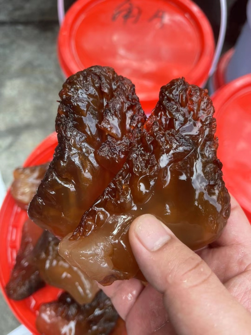 红海蜇头批量工厂出货