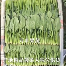 山东滨州【精品】菠菜基地直供规格齐全代发全国！