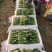 菠菜山东惠民万亩菠菜种植基地规格齐全代发全国！
