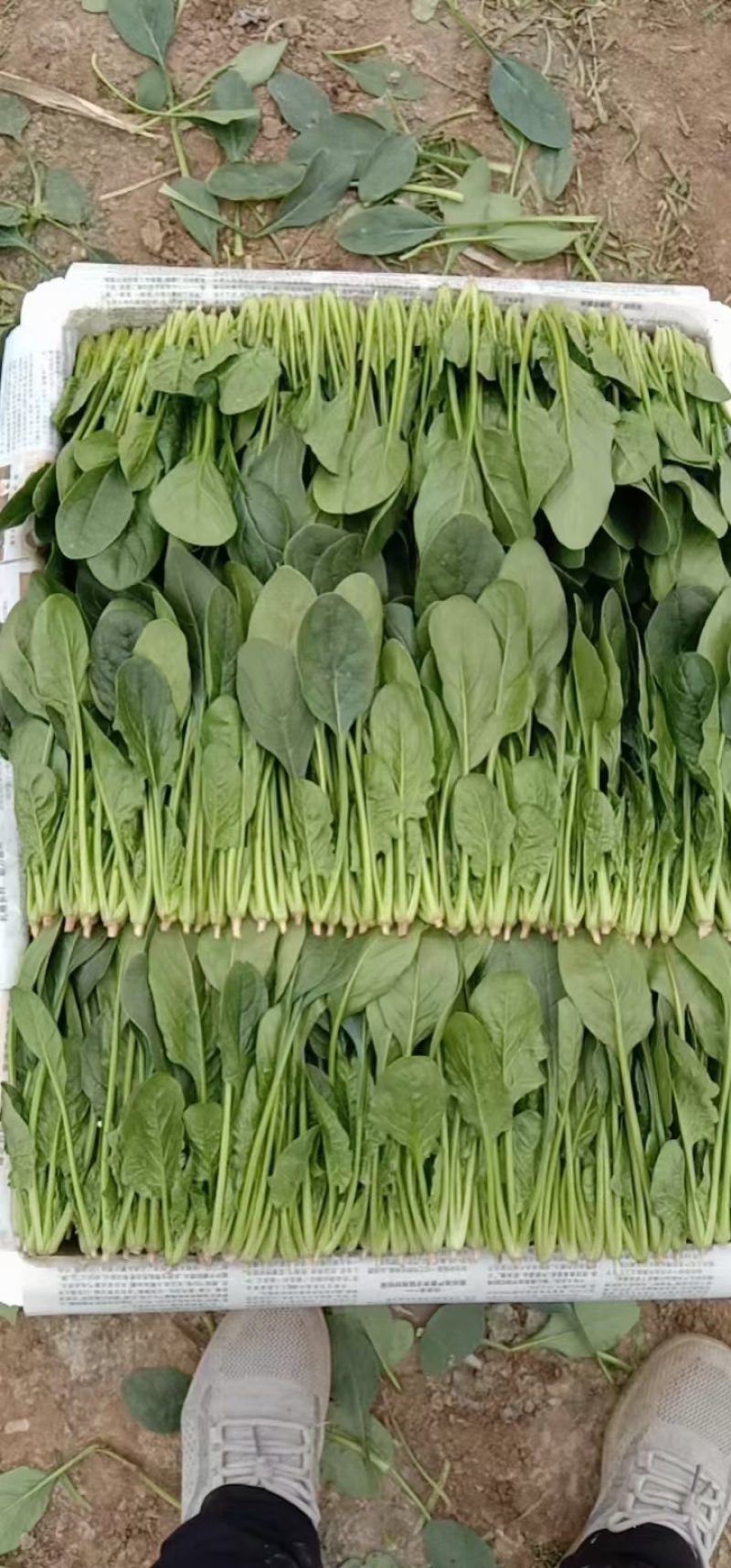 菠菜山东惠民万亩菠菜种植基地规格齐全代发全国！