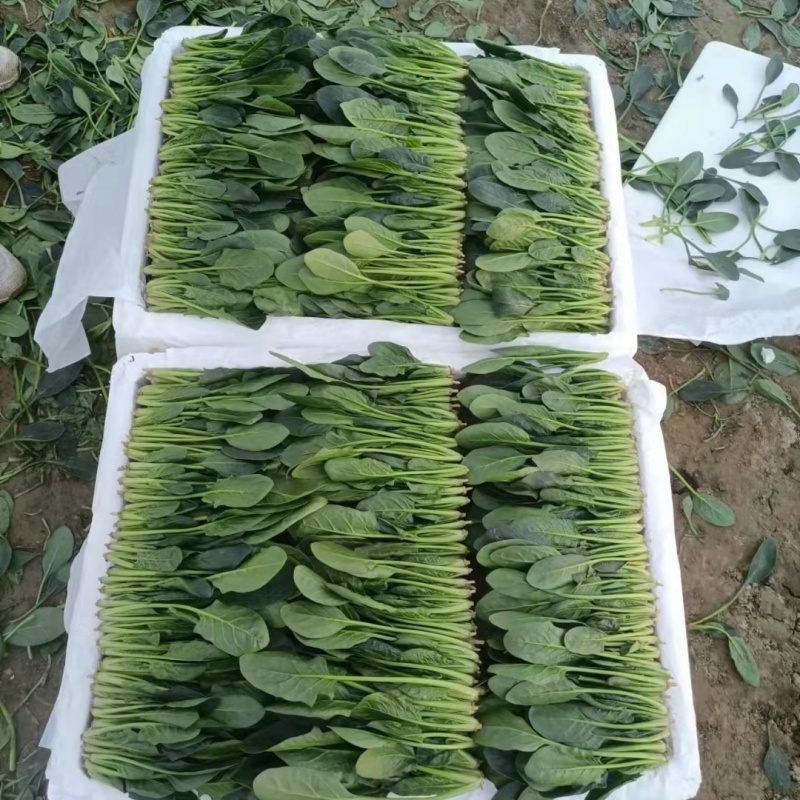菠菜山东惠民万亩菠菜种植基地规格齐全代发全国！