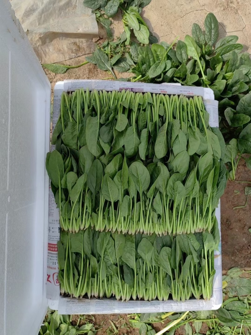 菠菜山东惠民万亩菠菜种植基地规格齐全代发全国！