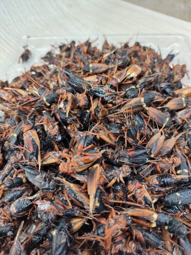 蟋蟀餐饮专用精品蟋蟀