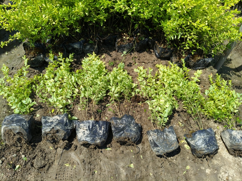 亮晶女贞大杯，基地有量，价格优惠欢迎订购。