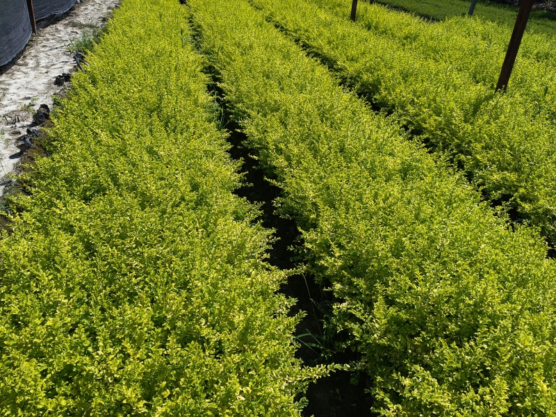 亮晶女贞大杯，基地有量，价格优惠欢迎订购。