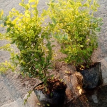 亮晶女贞大杯，基地有量，价格优惠欢迎订购。