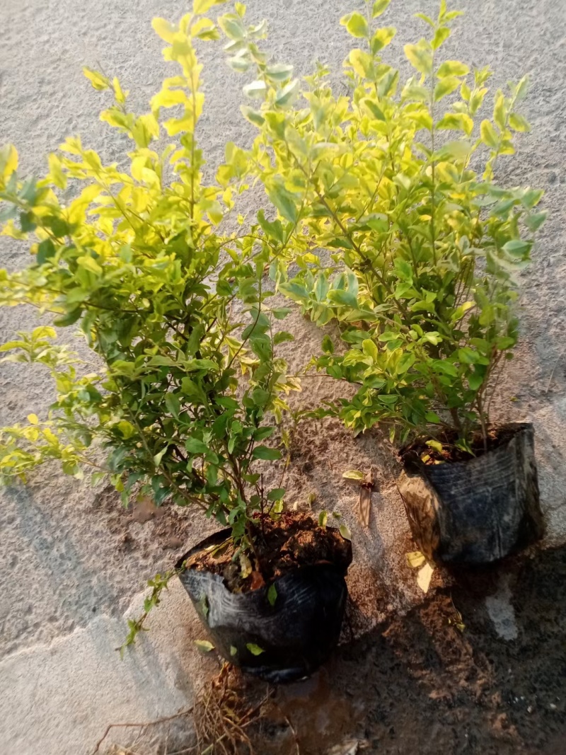 亮晶女贞大杯，基地有量，价格优惠欢迎订购。