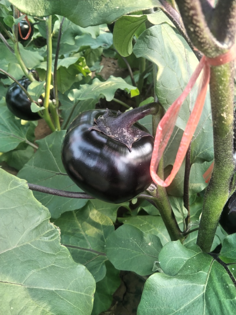 茄子紫光圆茄产地货源量大质优可视频看货