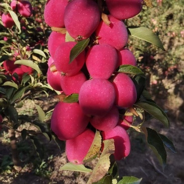 鸡心果
