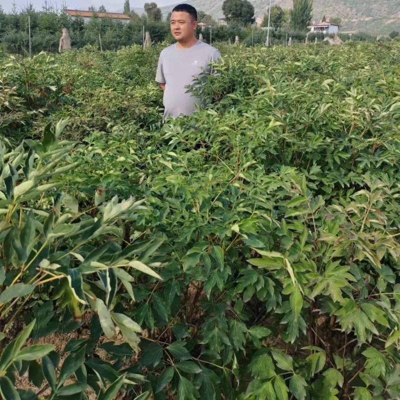 紫斑牡丹根