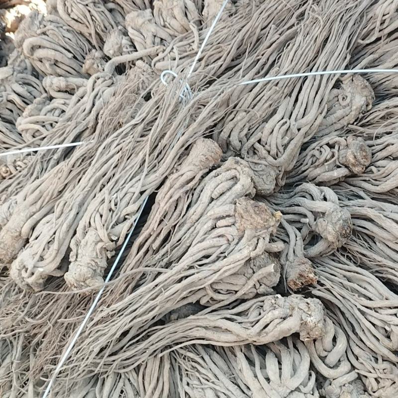 精品当归正规货源长期有货**抢购