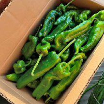 夏邑辣椒产区301优质大量上市，皮薄，微辣，商品价值高。