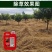 恒丰锄大地32%滴酸草甘膦非耕地荒地一年生杂草除草烂根
