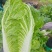 黄心大白菜