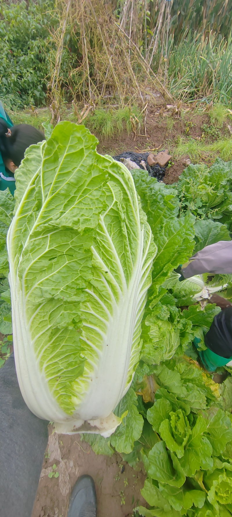 黄心大白菜
