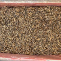 一芽一叶金针红茶